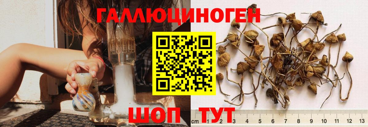 Галлюциногенные грибы Psilocybine cubensis  Псилоцибиновые грибы GOLDEN TEACHER  Карталы  Вход с VPN 